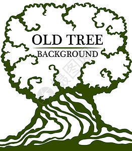 旧木本底 大树干和老树密冠的图像植物群墨水树干生态木头山毛榉植物分支机构公园花园图片