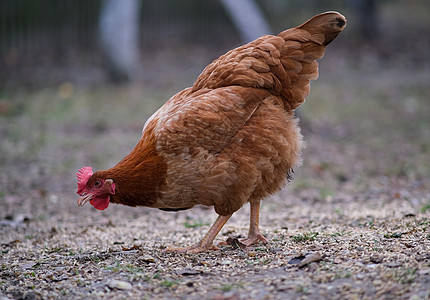 一只大红鸡的特写公鸡家禽动物男性农业母鸡小鸡场地农家院院子图片