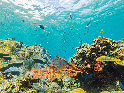 水下生物景观 珊瑚礁的鱼群在海洋水下栖息殖民地假期水族馆异国鲨鱼小丑盐水潜水蓝色荒野图片