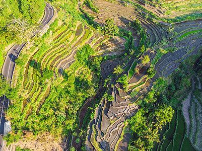 印度尼西亚巴厘岛的绿色梯级稻田种植园生态地面线条叶子环境控制收成文化场地粮食图片