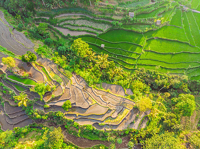 印度尼西亚巴厘岛的绿色梯级稻田种植园爬坡天空控制农场农业土地植物收成环境地球图片