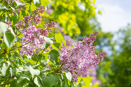 阳光明媚的春日 一束紫丁香花 春日绿叶背景下 花园树枝上自然绽放的鲜粉色丁香灌木花园艺花朵季节公园叶子灌木紫丁香紫色植物学树叶图片