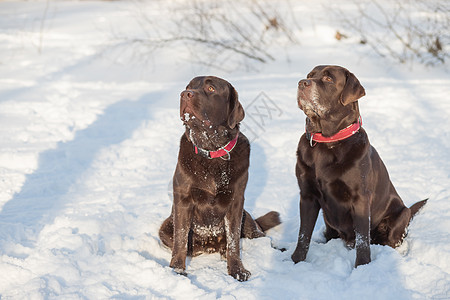 巧克力实验室躺在雪地里 可爱有趣的棕色拉布拉多犬的肖像在寒冷的冬日在白色的新鲜雪中快乐地在户外玩耍 纯种猎犬在冬季户外玩得开心哺图片