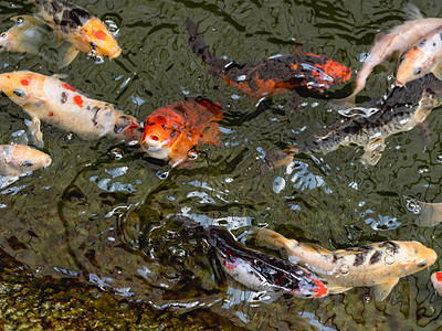 Amur carp或通常称为Koi或nishikigoi 水中的多彩装饰性鱼鲤鱼锦鲤漂浮喧嚣池塘繁华游泳骚动图片