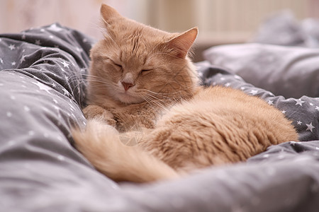 灰色床垫上的毛姜猫家居毛皮享受眼睛摄影长毛睡姿宠物猫科动物小猫图片