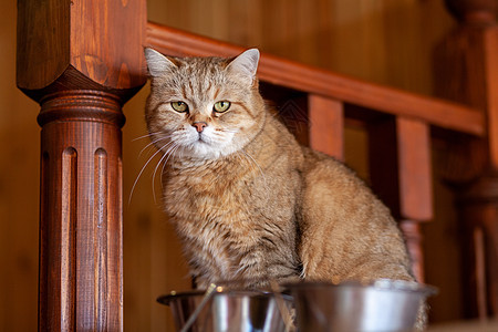 冰箱上的猫 猫从傍晚往下看厨房房子乐趣眼睛头发哺乳动物动物爪子虎斑耳朵图片