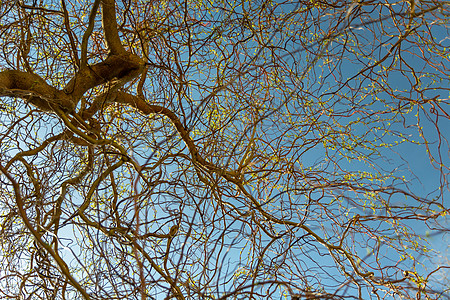 天空背景下的比亚伦柳叶的分枝图片