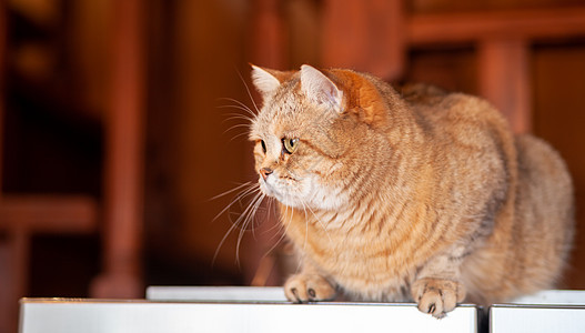 冰箱上的猫 猫从傍晚往下看厨房桌子虎斑哺乳动物乐趣猫科晶须头发房子爪子图片