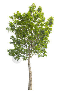 在白色背景上孤立的单树 与剪切路径相隔绝气候植物学环境阴影绿色水果季节林地叶子雨棚图片