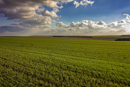 在田野和白日天空中 青春小麦的美丽景色与乌云图片