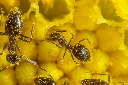 黄花上有很多蚂蚁工人触角眼睛木匠植物花园动物环境昆虫漏洞叶子图片