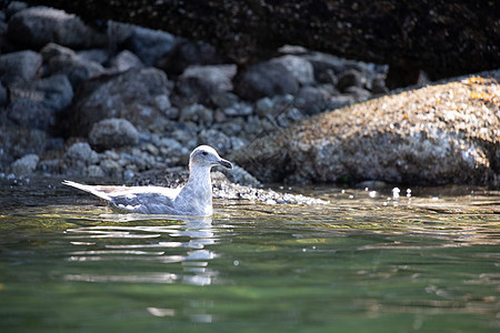 不列颠哥伦比亚省沿岩石海岸游来游去的年轻格劳库斯翼海鸥假期白鹭港口动物海滩滨鸟旅游野生动物支撑水鸟图片
