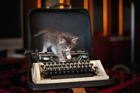 一只小猫走在老打字机上宠物毛皮动物工作创意创造力写作快乐小说食肉图片