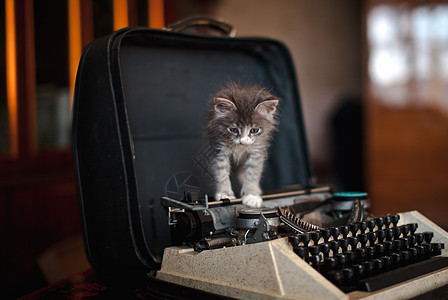 一只小猫走在老打字机上猫科动物工作食肉毛皮创意动物快乐古董宠物乐趣图片