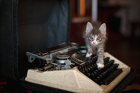 一只小猫走在老打字机上宠物食肉动物小说写作乐趣快乐创意毛皮创造力图片