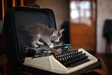 一只小猫走在老打字机上宠物小说快乐古董毛皮工作创意创造力动物乐趣图片