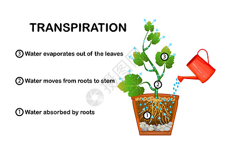 植物中的呼吸阶段 显示植物中蒸发的图示方案头发图表木质运输空气作用土壤插图渗透图片