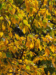 秋叶落叶造成的多彩和明亮背景橡木橙子植物地面花园公园树叶紫色植物群叶子图片