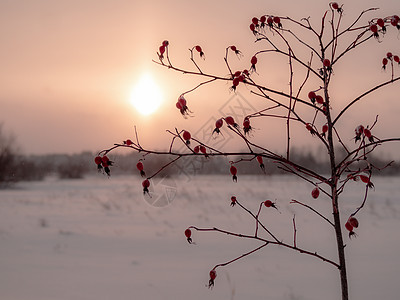 布希 白雪背景上满是雪雪的野玫瑰莓布希水晶花园森林野蔷薇蓝色水果荒野浆果磨砂宏观图片