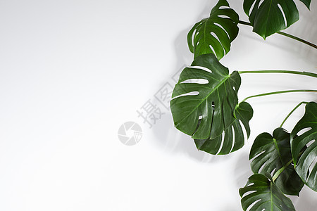 Foranta 或棕榈叶夏季最小白背景 空间用于文本 与热带花草复制空间 绿色树叶季节艺术丛林植物学情调叶子墙纸异国花园绿叶图片