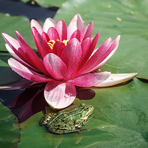 一朵粉红百合花和一只青蛙 坐在旁边的绿叶上植物情调花瓣水生植物正方形植物群紫色叶子动物异国图片