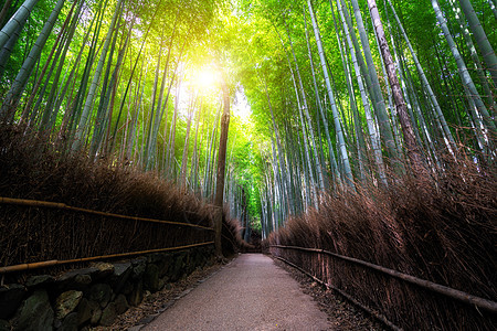 亚林山竹布森林著名的地方 日本京都叶子小路旅游墙纸森林花园生态树木远足树林图片