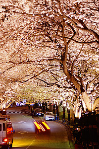 东京夜景夜樱花之洞叶子城市观光植物旅游传统风格樱花文化花园背景