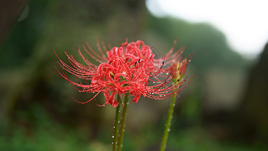 巴图米植物园的美丽植被 明亮的花卉 佐治亚州树木温室叶子环境荒野热带异国岩石植物群植物园图片