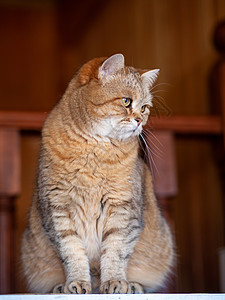 冰箱上的猫 猫从傍晚往下看眼睛房子毛皮桌子耳朵头发晶须厨房虎斑爪子图片