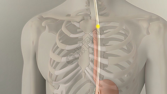 人类消化系统内肠胃解剖空肠3d过程食管回肠图像胃肠道蠕动渲染信息图片