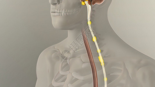 人类消化系统内肠胃解剖图像回肠图形食管消化道渲染数字胆囊蠕动空肠图片