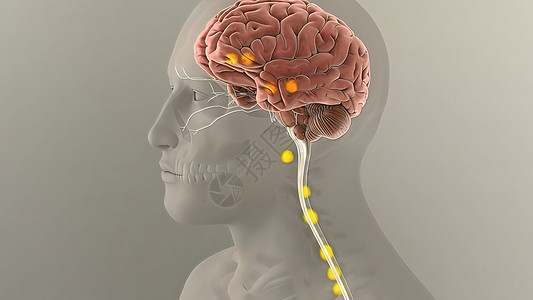 人类消化系统内肠胃解剖过程插图蠕动胃肠道动态小肠空肠图像食管数字图片