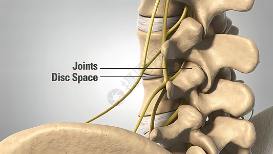 3D 医疗插图 人类骨骼 磁盘空间和联合体医学生理部位关节3d颅骨肋骨科学骨盆光盘图片