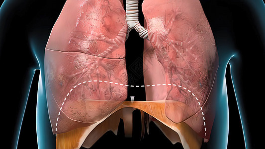 隔膜是身体中由肌肉和管组成的结构 其膨胀和凝结肺部呼吸系统科学支气管生理呼吸气管空气气囊肺炎膈膜图片