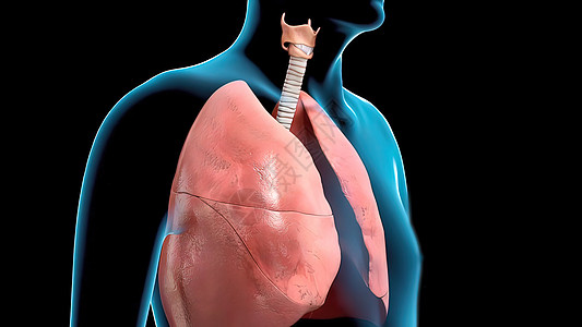 呼吸系统器官分为上呼吸道和下呼吸道药品疼痛肺炎渲染膈膜气管疾病科学信息空气图片