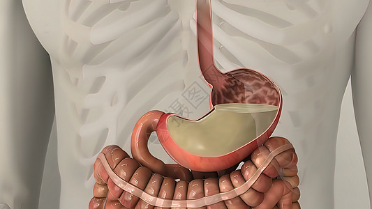 人类消化系统内肠胃解剖空肠过程消化道创造力动态信息图表渲染营养图像图片
