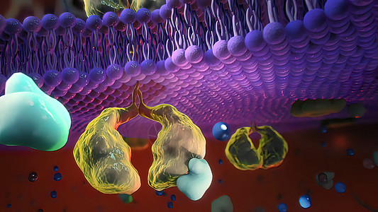 入室牢房的Ion 频道液体细胞药品插图生物学渠道医疗微生物学显微镜细胞质图片