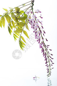 美丽的春天盛开的威斯特莎分枝 孤立在白色上花束花瓣枝条植物群工作室紫丁香植物藤本紫色叶子图片