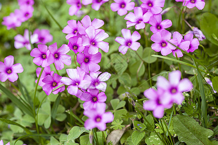春天在草原的紫花朵花园宏观公园花朵阳光生长季节荒野紫色蓝色图片