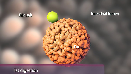 脂肪消化的一些副产品可以直接吸收在胃部 笑声同化水疗科学毒素打扫乙状植物群插图药品消化酶图片