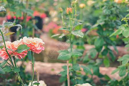 花园里生长着盛开的玫瑰植物学灌木公园叶子植物园艺树叶花坛植物群花瓣图片