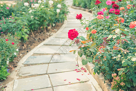 花园里生长着盛开的玫瑰花坛花瓣灌木衬套植物学植物群园艺植物叶子公园图片
