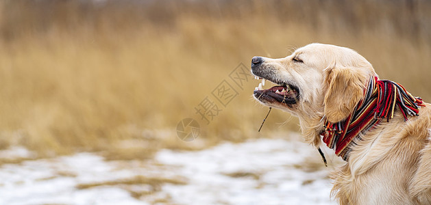 金色猎犬在冬季田野行走宠物黄色场地毛皮动物白色朋友乐趣图片