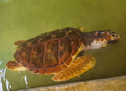 绿海龟鹰标海龟对头海龟游泳新生活海滩荒野爬虫旅行孵化场水池中心生活海洋图片