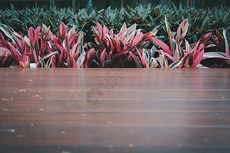 红绿植物叶和木地板绿色花园园艺木头装潢装饰房子阳台地面甲板背景图片