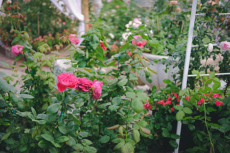 花园里生长着盛开的玫瑰花瓣植物群花坛植物学植物衬套公园灌木树叶园艺图片