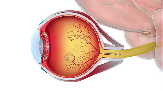 眼睛是如何工作的 以及人类眼睛主要结构的描述和功能如何发挥作用及蓝色肌肉焦点玻璃男人科学手表眼球镜片静脉图片