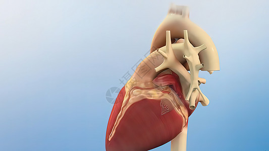 人类心脏 现实的解剖3D模型 人的心脏在监视器上疼痛主动脉节点心室阀门动脉病人静脉起搏器男人图片