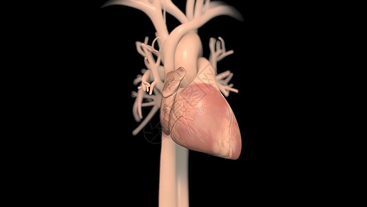 人类心脏 现实的解剖心室心肌中庭动脉静脉节点身体病人疼痛肌肉图片