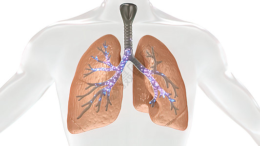 人体肺部氧气和二氧化碳的碳二氧化交换空气哮喘红细胞软骨交换插图气体胸椎支气管呼吸图片